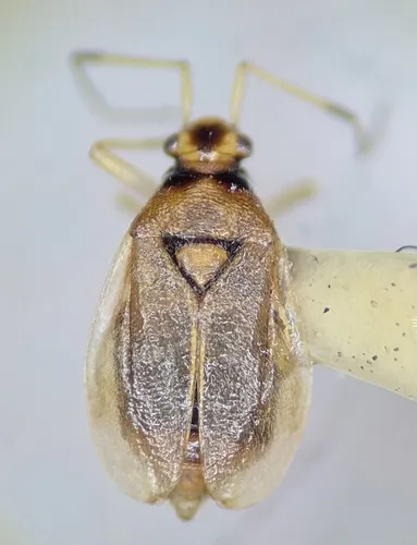 Bryocoris pteridis