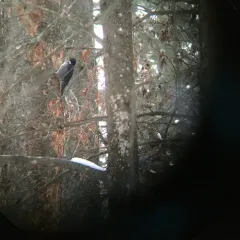 Black-backed Woodpecker thumbnail 2
