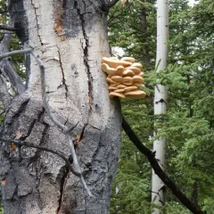 aspen oyster mushroom thumbnail 5