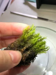 Ontario Dicranum Moss thumbnail 2
