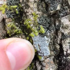 Common Script Lichen thumbnail 3