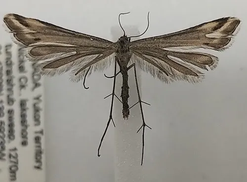 Arctic Plume Moth