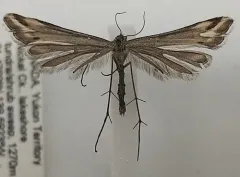 Arctic Plume Moth thumbnail 1