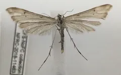 Alberta Pale Plume Moth thumbnail 2