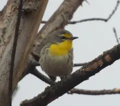 Grace's Warbler thumbnail 2