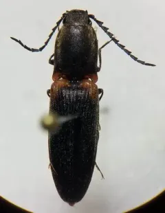 Red-shouldered Click Beetle thumbnail 2