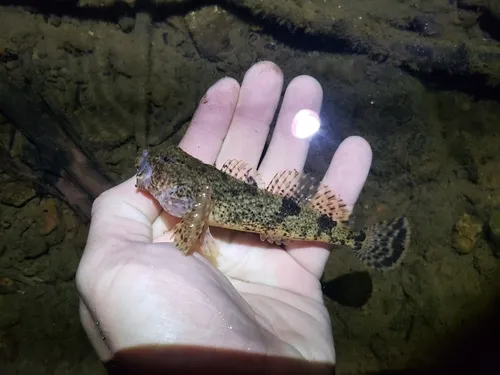 Malheur Sculpin