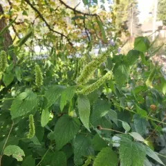 purple giant hyssop thumbnail 4