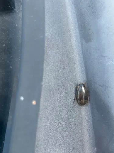 Mottled Diving Beetle
