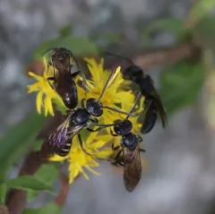 Dark-winged Sweat Bee thumbnail 2