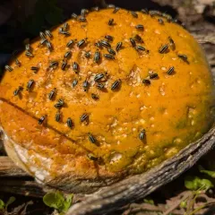 Western Striped Cucumber Beetle thumbnail 2