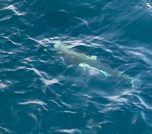 Dall's Porpoise