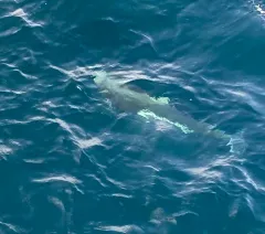 Dall's Porpoise thumbnail 1