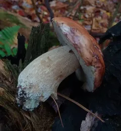 Chippewa Bolete thumbnail 2