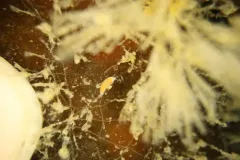 Vorticeros praedatorium thumbnail 4