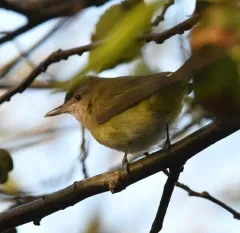 Yellow-green Vireo thumbnail 4