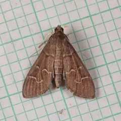 Scraped Pilocrocis Moth thumbnail 3