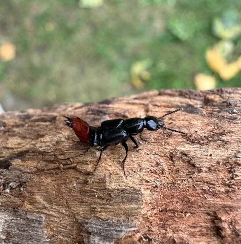 Hesperus apicialis