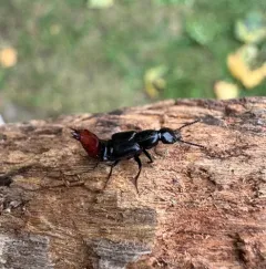Hesperus apicialis thumbnail 1