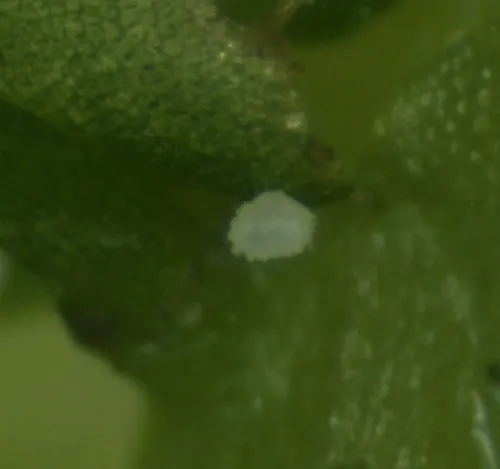 Hyphodiscus delitescens