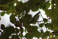 Yellow-green Vireo thumbnail 2
