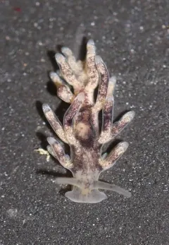 Spotted Lagoon Aeolid thumbnail 2