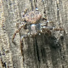 Eurasian Leaflitter Crab Spider thumbnail 2