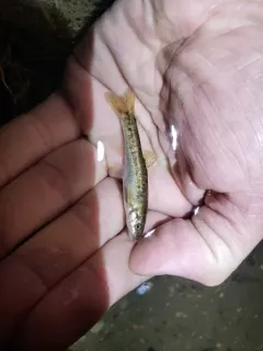 Western Speckled Dace thumbnail 2