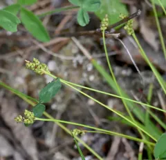 Beautiful Sedge thumbnail 1