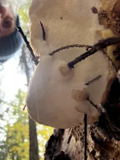 Red-banded Polypore thumbnail 3