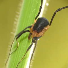 Protolophus niger thumbnail 2