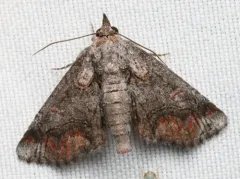 Barrens Paectes Moth thumbnail 1