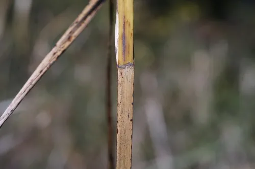 seacoast bulrush
