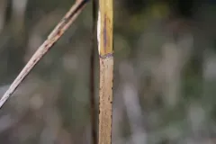 seacoast bulrush thumbnail 1