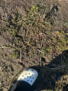 Annual Sea-purslane thumbnail 1