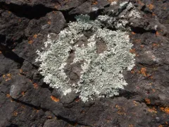 Shingled Rock Shield thumbnail 2