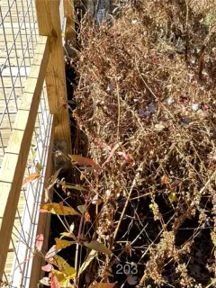 Cuscuta saururi thumbnail 2