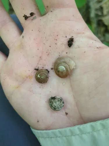 Upland Pillsnail