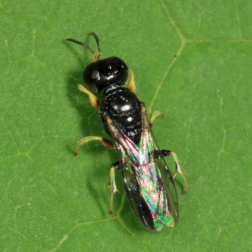 Crossocerus similis