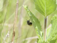Calliopsis nebraskensis thumbnail 4