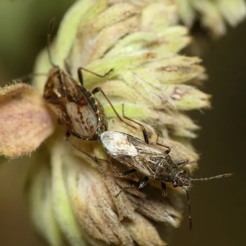 Neortholomus scolopax