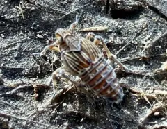 waterlily planthopper thumbnail 3