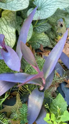 Purple Heart thumbnail 1