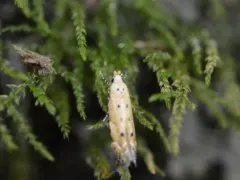 Green Hemlock Needleminer thumbnail 3