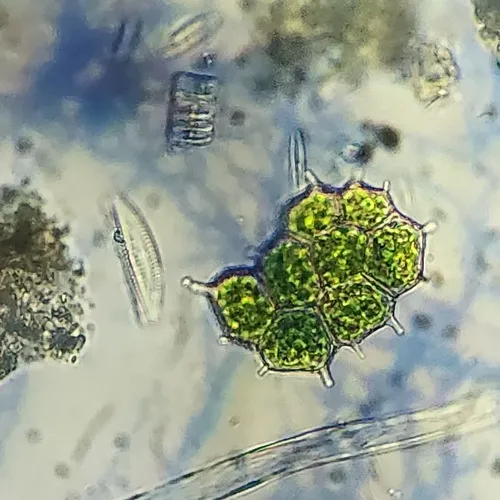 Pseudopediastrum integrum
