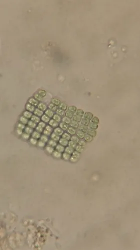 Merismopedia glauca