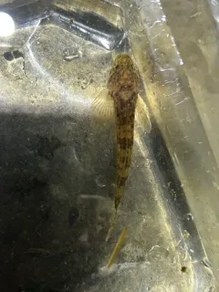 Cedar Sculpin thumbnail 2