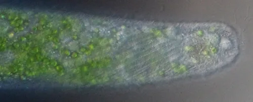 Spirostomum semivirescens
