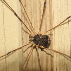 Aggregating Harvestman thumbnail 3