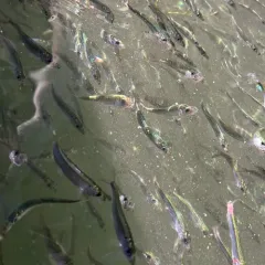 Pacific Sand Lance thumbnail 1